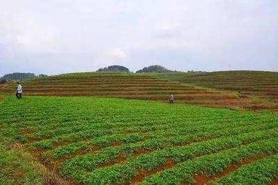 行业动态 | 陇西县入选第二批国家区域性良种繁育基地 完善中药材种子繁育体系